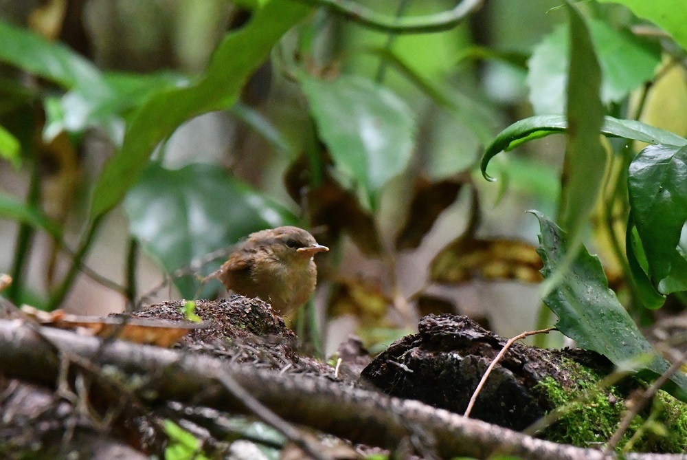 藪の中から・・・ヤブサメ幼鳥_b0405327_19522859.jpg