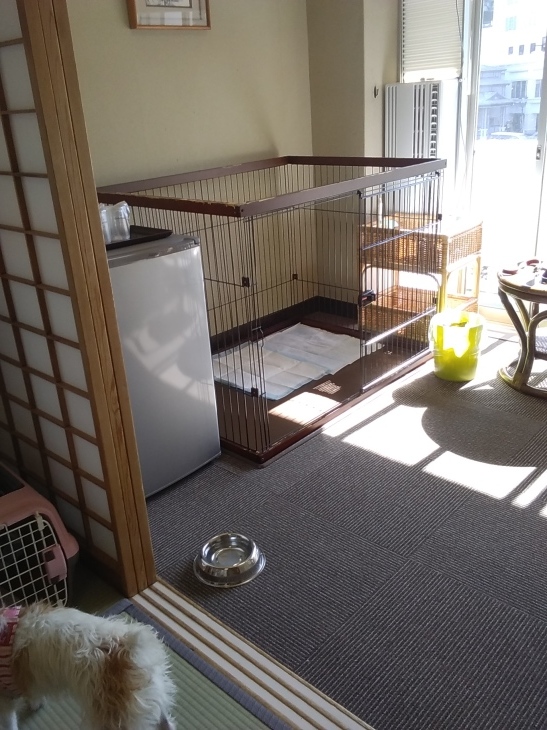 犬連れ旅行 草津 大東館 白いしっぽの独り言 犬連れ旅行 草津 大東館 白いしっぽの独り言