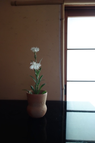 初夏の花_a0197730_14574442.jpg
