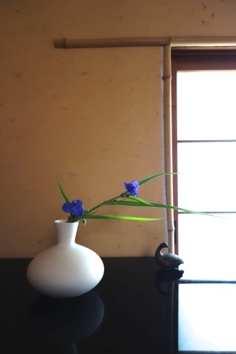 初夏の花_a0197730_14581527.jpg