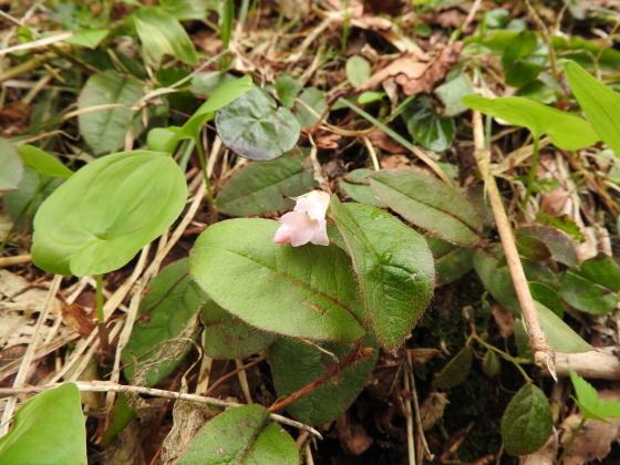f0118332_21313500.jpg