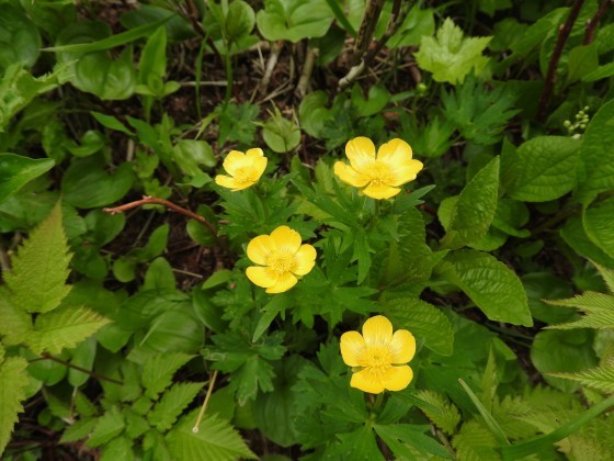 f0118332_21335719.jpg
