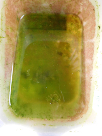 e0097534_17482590.jpg