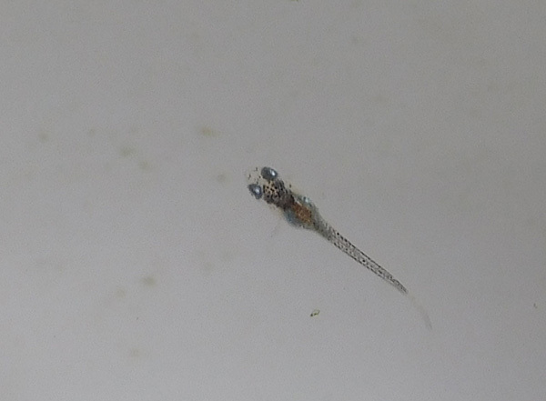 e0097534_17484193.jpg