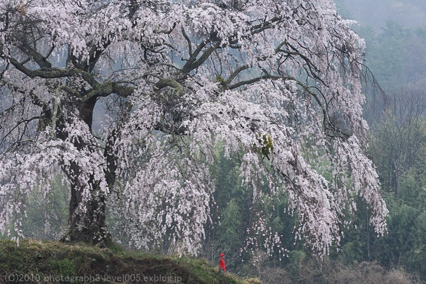 上発知のしだれ桜 Photograph3 上発知のしだれ桜 Photograph3