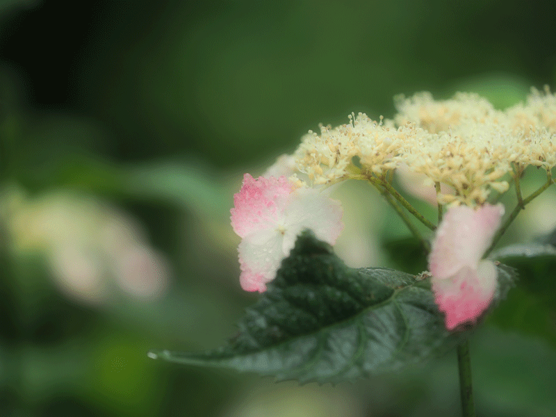 d0290240_19373937.gif