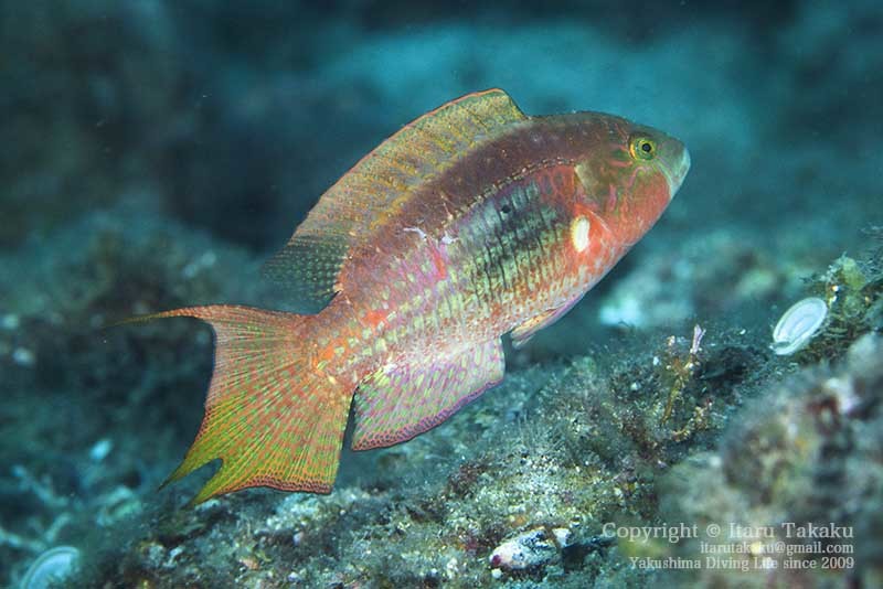 水玉の魚_b0186442_09411247.jpg