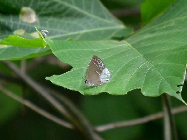 c0045352_07554758.jpg