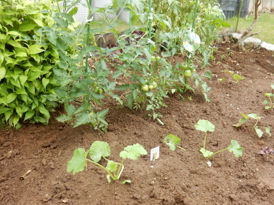 ’19,6,9(日)お蕎麦とズッキーニとサツマイモ植え!_f0060461_11481900.jpg