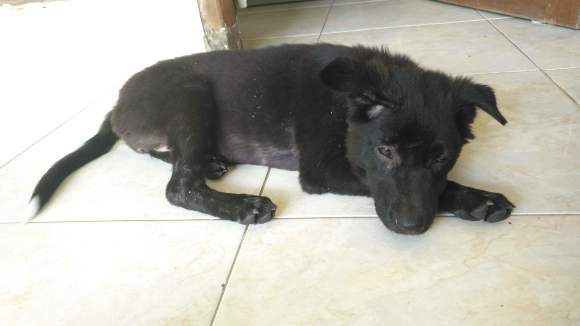 看板ワンコまだStray Dog編_d0131165_12454966.jpg