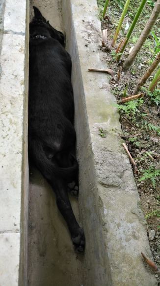 看板ワンコまだStray Dog編_d0131165_12463933.jpg