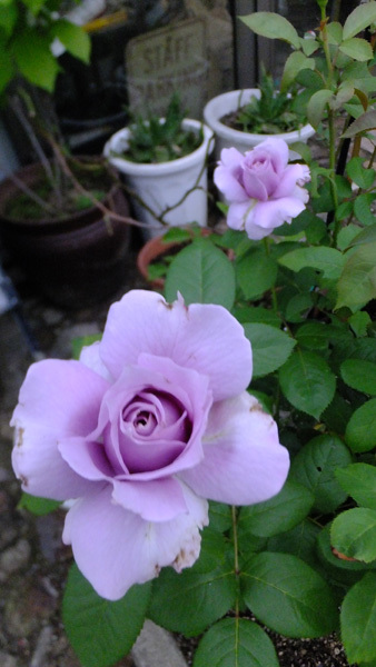 f0260167_09034683.jpg