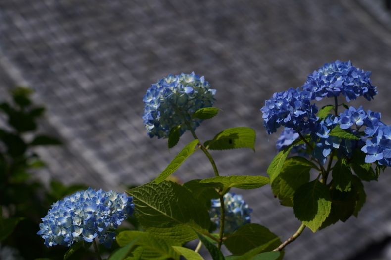 「龍水に浮かぶ紫陽花　－柳谷観音　揚谷寺－　Yokokuji.Temple 」_c0067168_18032424.jpg