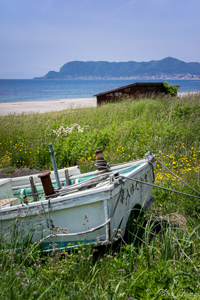 ブタナ咲く浜辺_e0338273_18262035.jpg