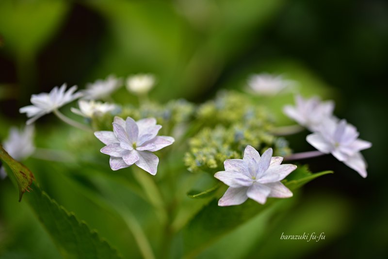 爽やかな紫陽花_b0299185_12582275.jpg