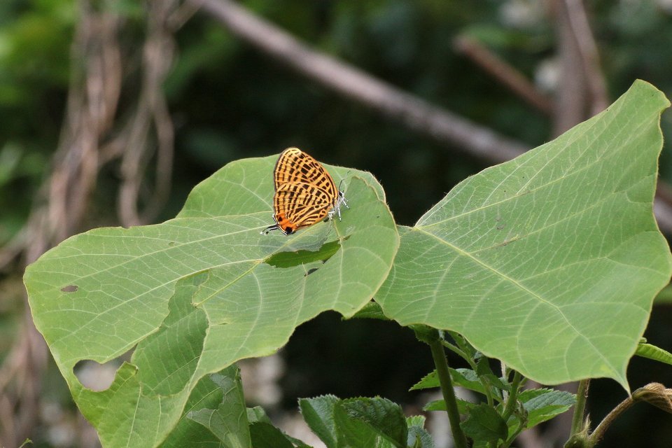f0373486_20363678.jpg