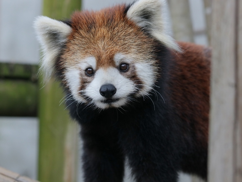 野花移動前の到津の森ファミリー : レサパン日和