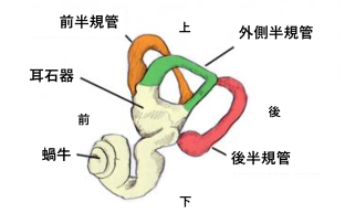 めまいと前庭についてのお勉強。_b0112009_11450058.png