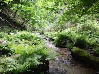 花崗岩の沢から癒しのブナ林、そして棚田跡…殿又谷_c0359615_21595822.jpg