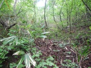 花崗岩の沢から癒しのブナ林、そして棚田跡…殿又谷_c0359615_22014069.jpg