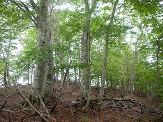 花崗岩の沢から癒しのブナ林、そして棚田跡…殿又谷_c0359615_22020745.jpg