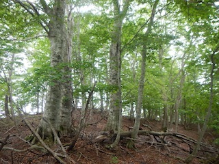 花崗岩の沢から癒しのブナ林、そして棚田跡…殿又谷_c0359615_22020745.jpg