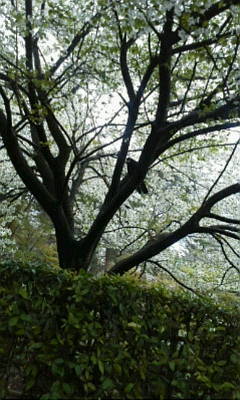 c0074721_16241090.jpg