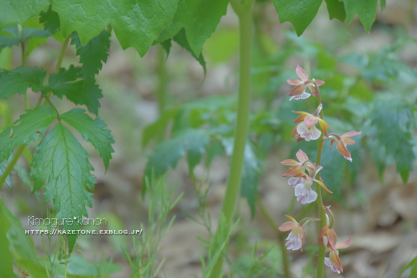 山野草パラダイス①**豊平・山野草園_b0197639_21403190.jpg