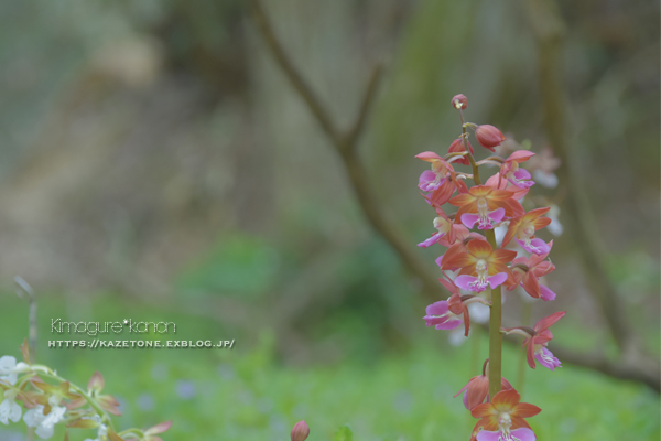 山野草パラダイス①**豊平・山野草園_b0197639_21411133.jpg