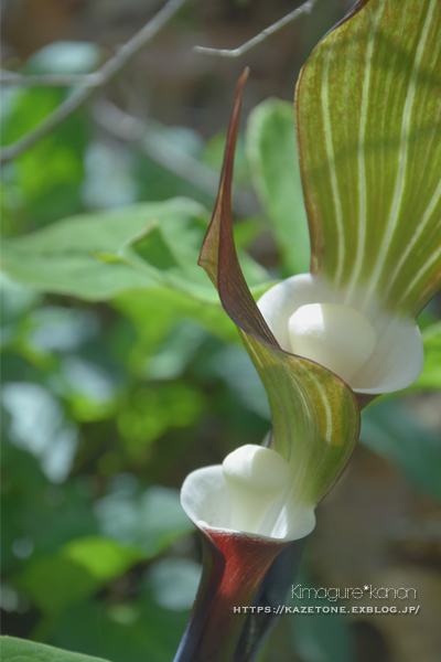 山野草パラダイス①**豊平・山野草園_b0197639_21431351.jpg