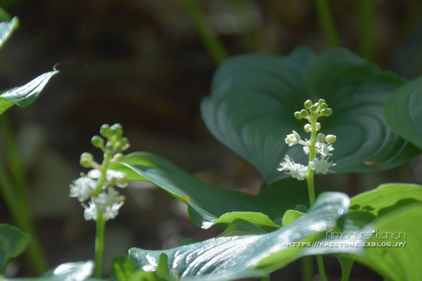 山野草パラダイス①**豊平・山野草園_b0197639_21434498.jpg