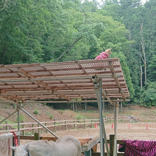 e0145441_00045493.jpg