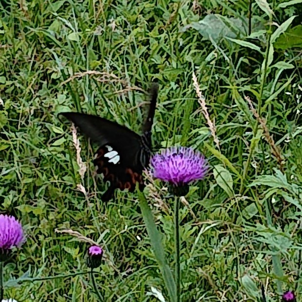 e0145441_22191856.jpg