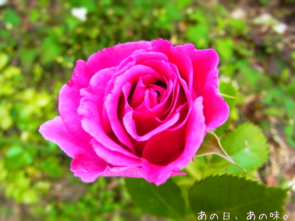 a0305046_13470517.jpg