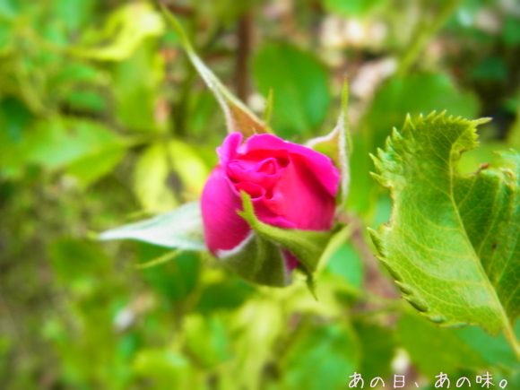 a0305046_13471171.jpg