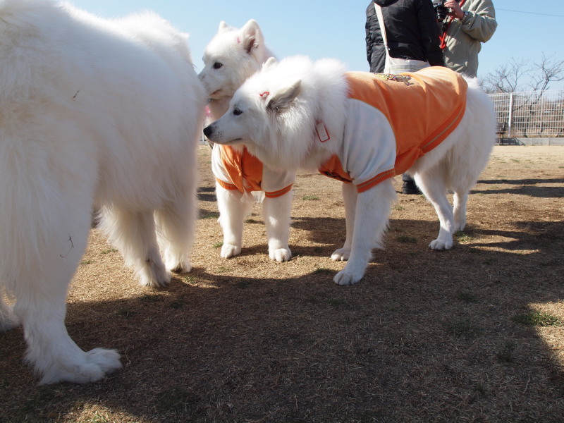 韓国で流行る“犬用マスク”_d0290846_18391361.jpg