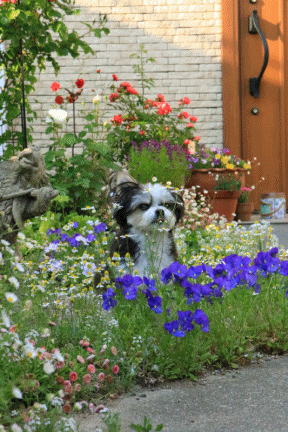 c0145250_11500142.gif