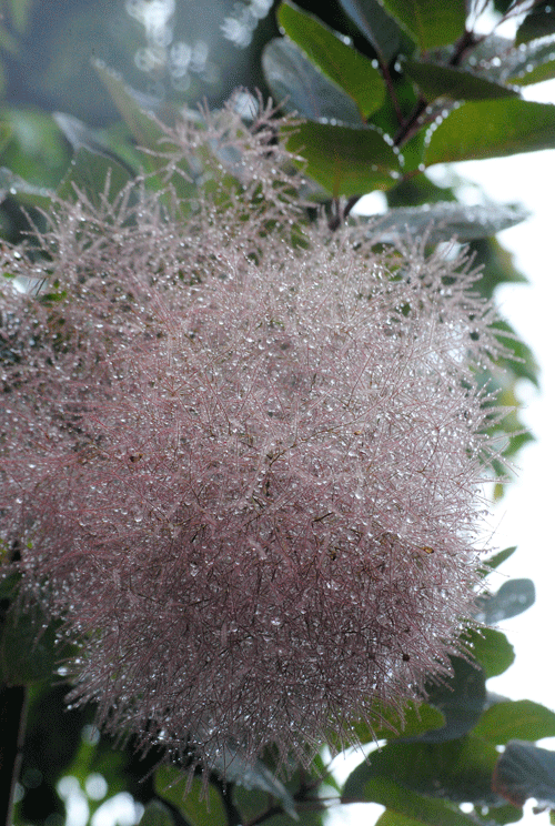 a0001354_23222539.gif