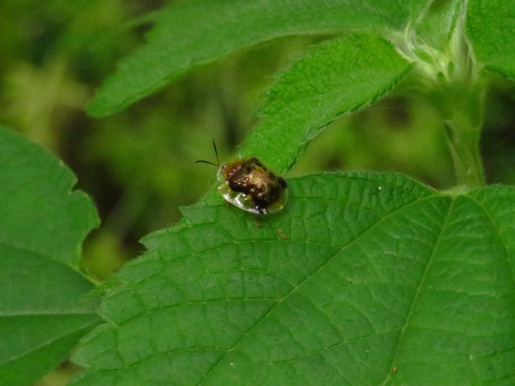 a0018655_09065066.jpg