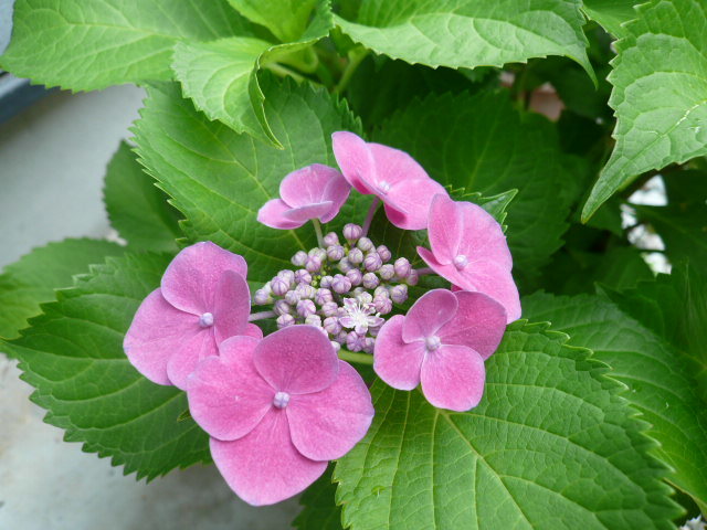 c0043055_10334756.jpg