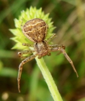クモ 目立つところで待ち伏せ 闇色蟹蜘蛛 Xysticus Croceus 自然感察 Nature Feeling