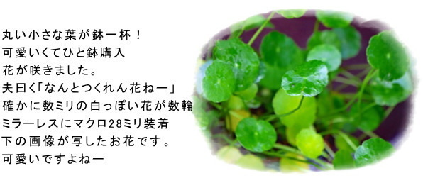 三つ葉の花咲く桜庭 気ままにデジカメ散歩
