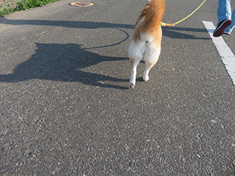 柴犬と、とても悲しくて残念な事_b0057675_13411846.jpg