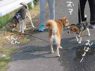 柴犬と、とても悲しくて残念な事_b0057675_13423639.jpg