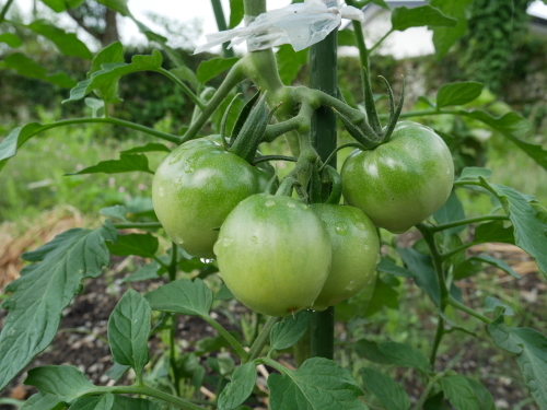 f0054677_09025973.jpg