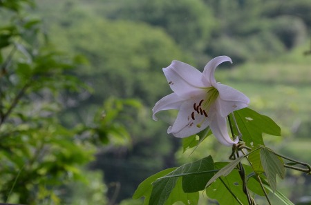 c0229483_9105838.jpg