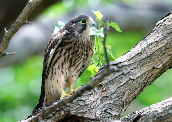 チョウゲンボウ(幼鳥)_b0353286_14493709.jpg