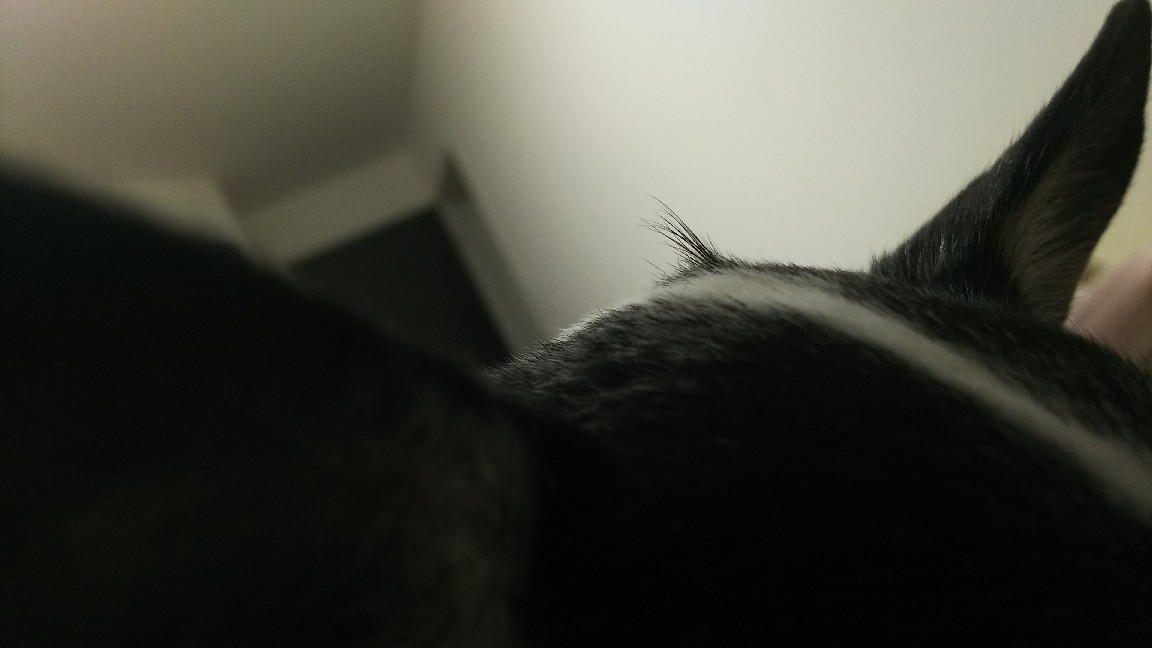 妖怪アンテナ(○_○)!!_c0109891_07321937.jpg