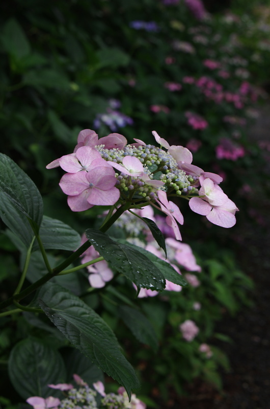c0382798_17540571.jpg