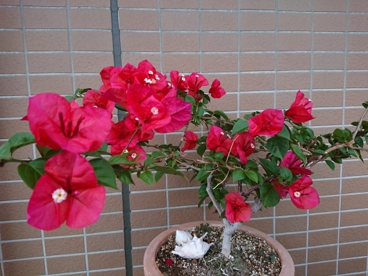 f0329602_22385210.jpg